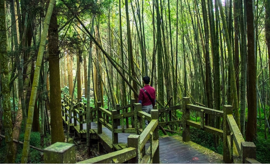 Alishan - Turistická stezka v horském bambusovém lese
