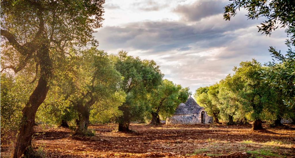 Apulie - Háje starých olivovníků rostou v údolí Itria