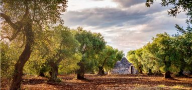 Apulie - Háje starých olivovníků rostou v údolí Itria