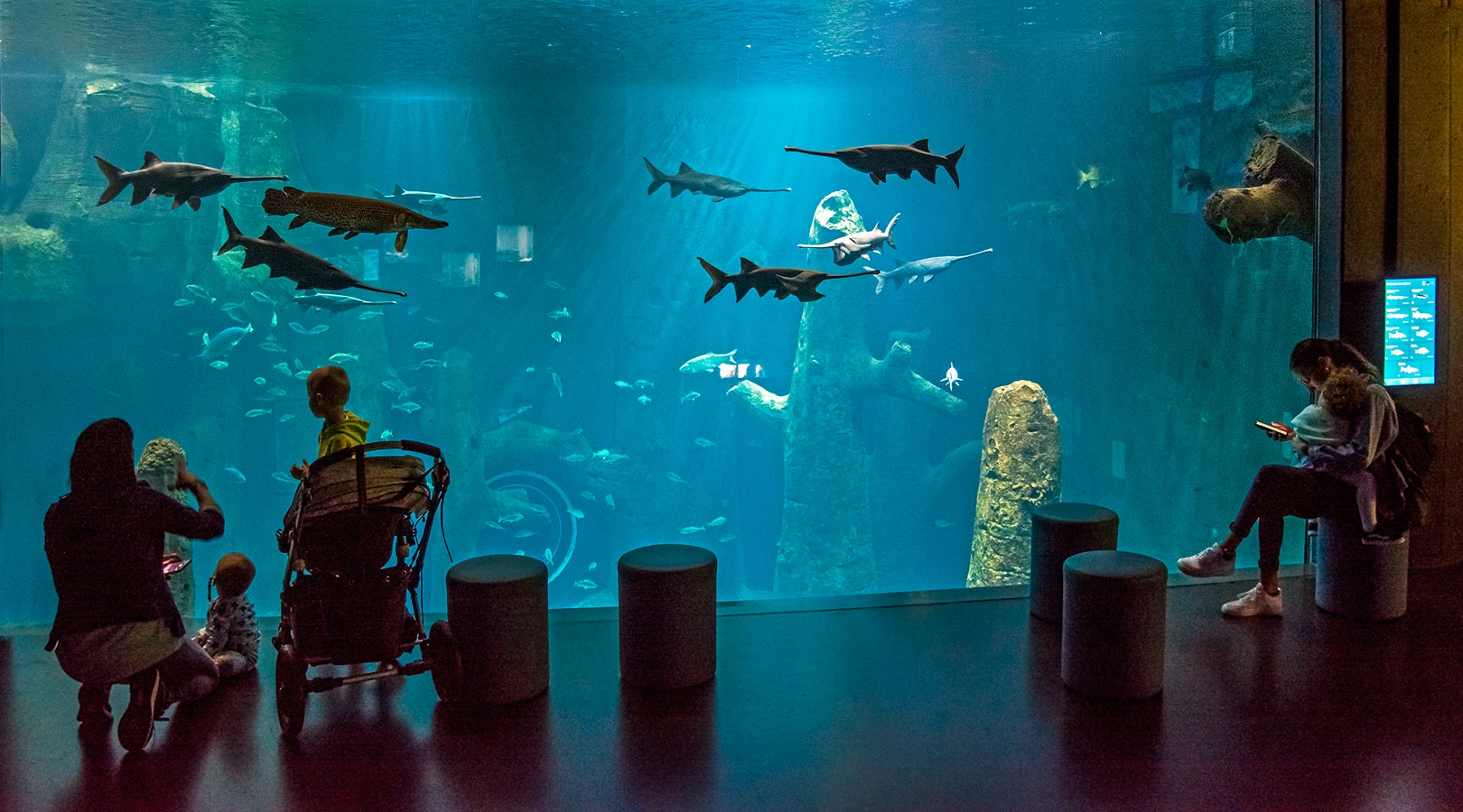 Aquatis v Lausanne - veslonosové američtí v akvariu