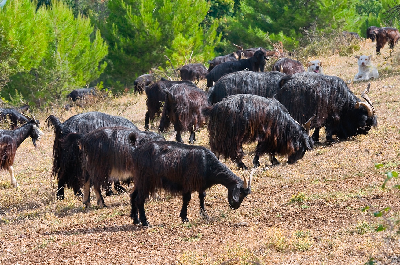 Gargano - stádo koz na pastvě