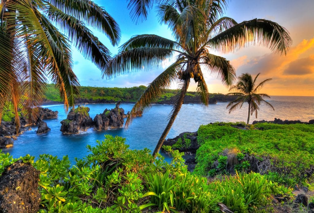 Havaj - Kokosové palmy