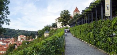 Víno v době Karla IV. - Svatováclavská vinice pod Pražským hradem