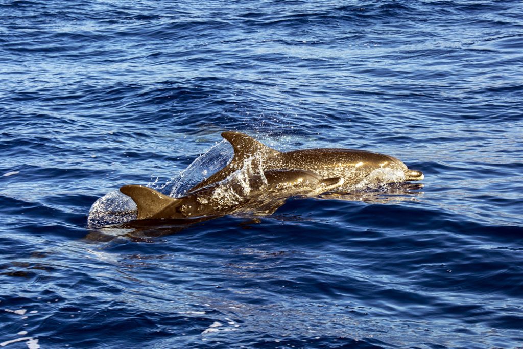Kytovci u Madeiry - Delfín kapverdský