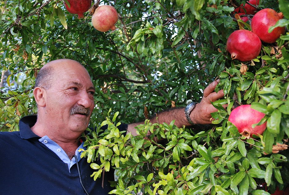 Pašman - sadař s úrodou granátových jablek