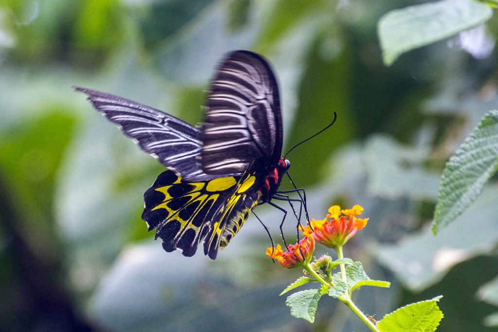 Příroda Tchaj-wanu - motýl v pralese