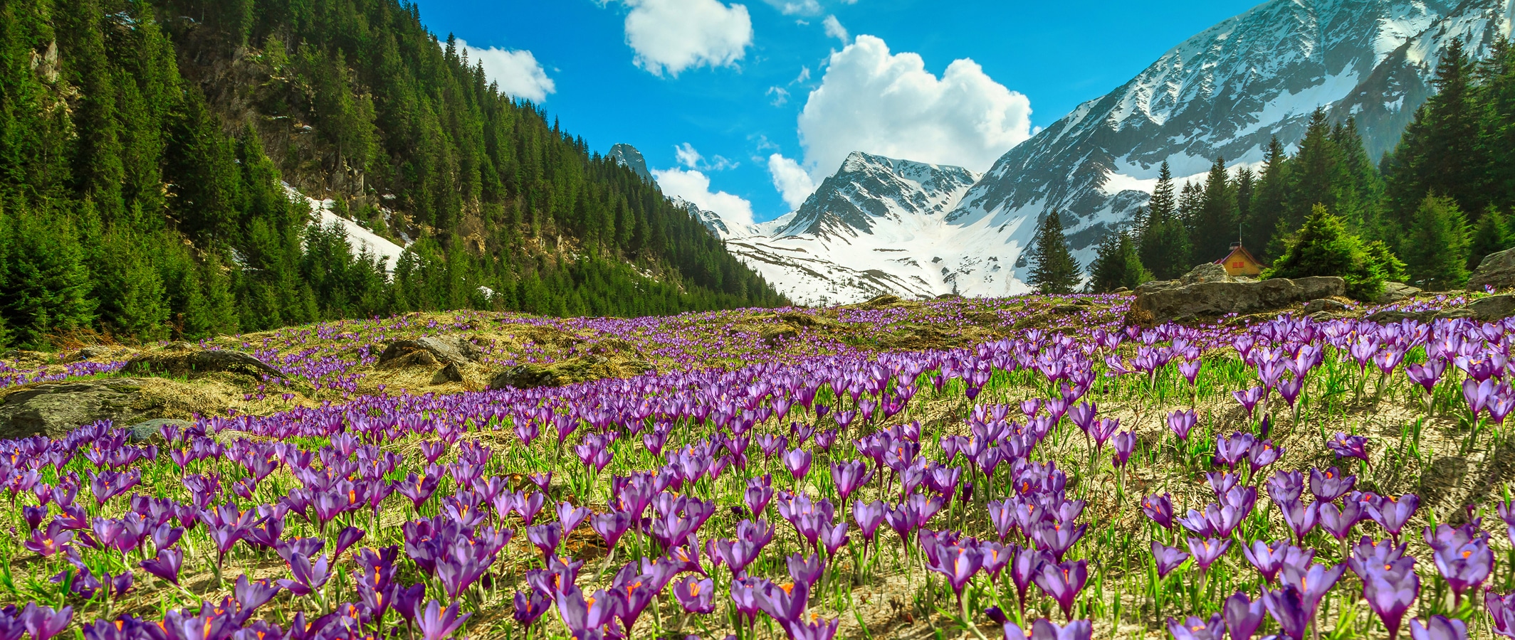 Rumunské Karpaty - rozkvetlé jarní ocúny ve Fagaraši
