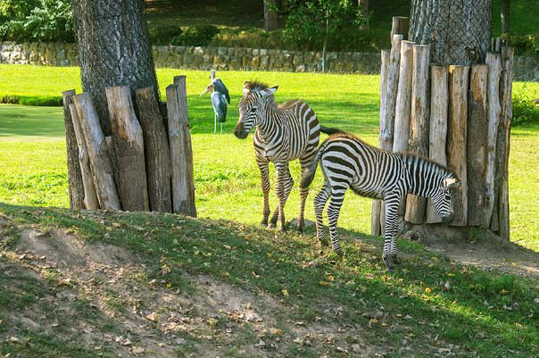 Safari Dvůr Králové - hříbata zebry Böhmovy
