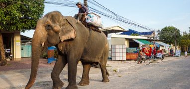 Slonem v ulici Sihanoukville
