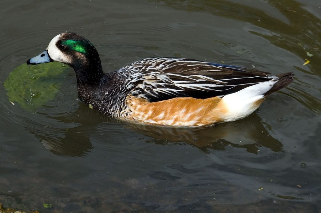 Slimbridge - kachna na vodě