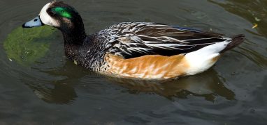 Slimbridge - kachna na vodě