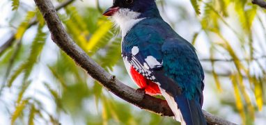 Poloostrov Zapata - Trogon kubánský neboli „tocororo“ je národním ptákem Kuby