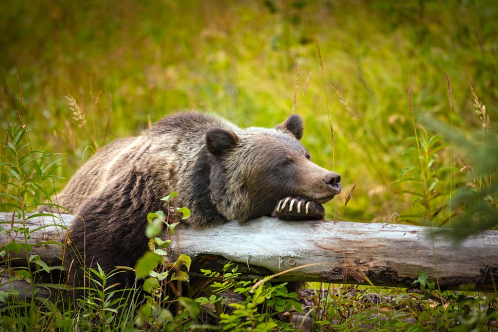 Cassiar Highway - grizzly