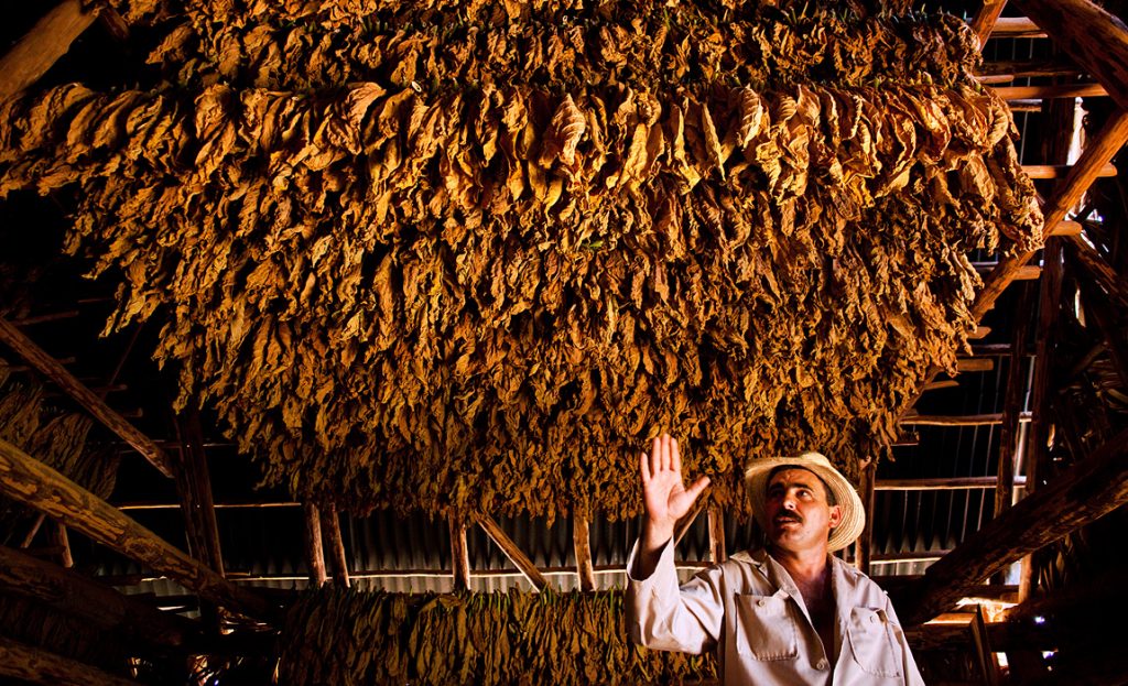 Kubánské doutníky - Sušení tabákových listů