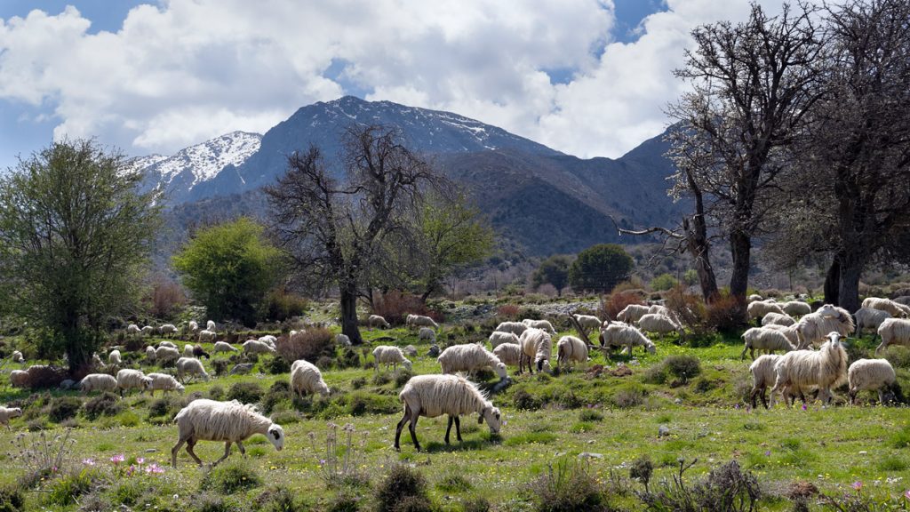 Hory na Krétě - stádo ovcí v pohoří Lefka Ori