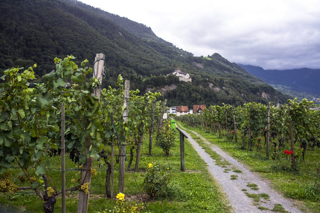 Lichtenštejnské víno - vinice Herawingert