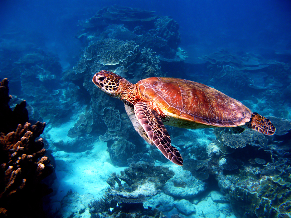 Velký bariérový útes - želvy