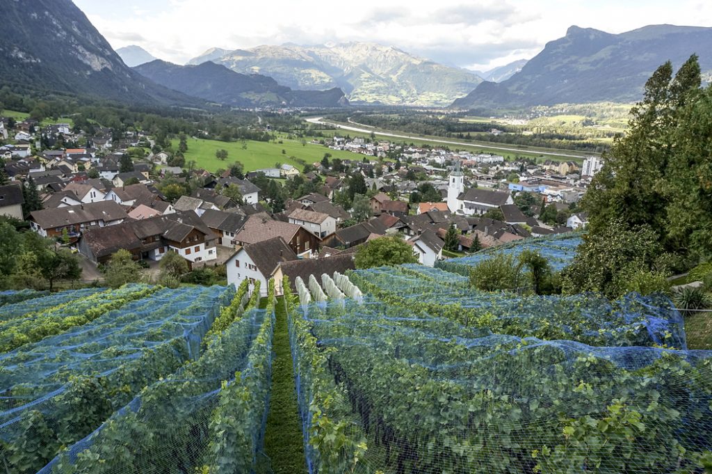 Lichtenštejnská příroda - Vinice nad obcí Triesen v údolí Rýna