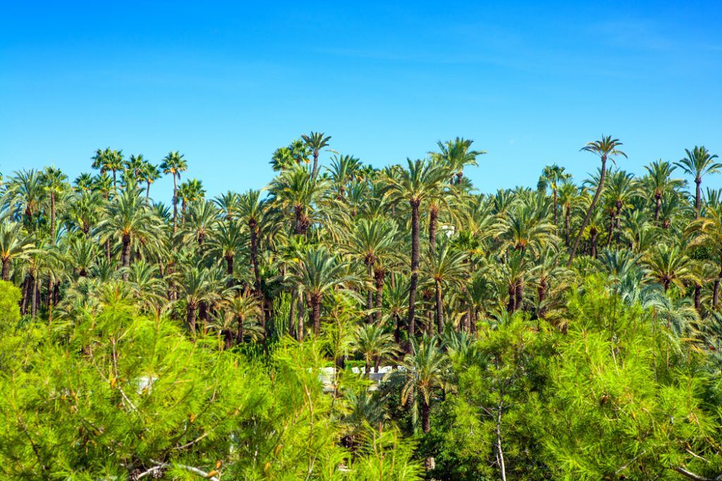 Palmový háj v Elche