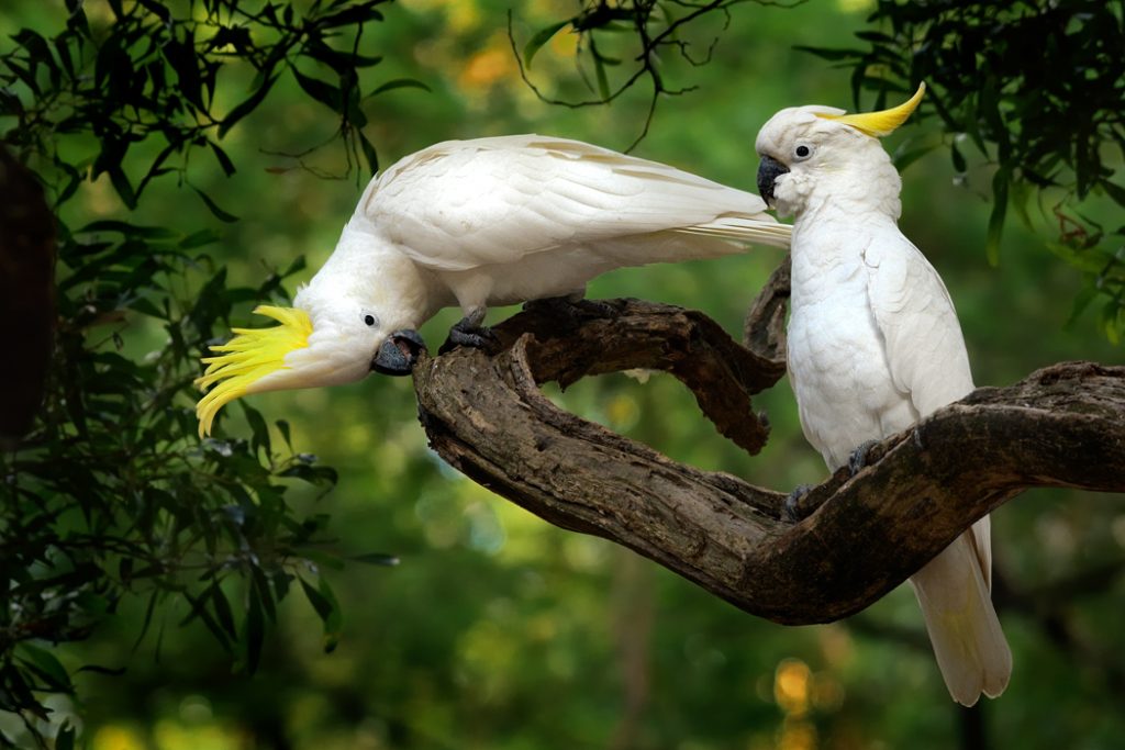 Australští papoušci - kakadu žlutočečelatý