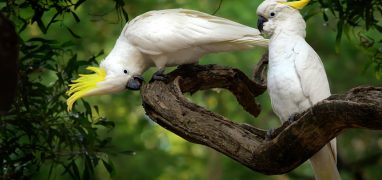 Australští papoušci - kakaduové
