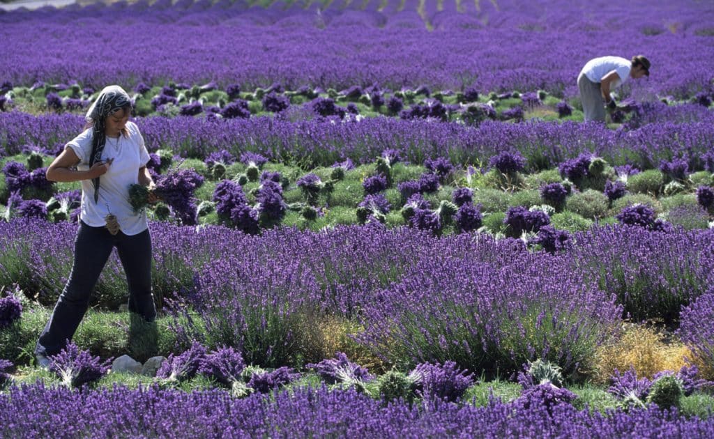 Provence - levandulové pole