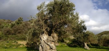 Krétské olivy - starý olivovník
