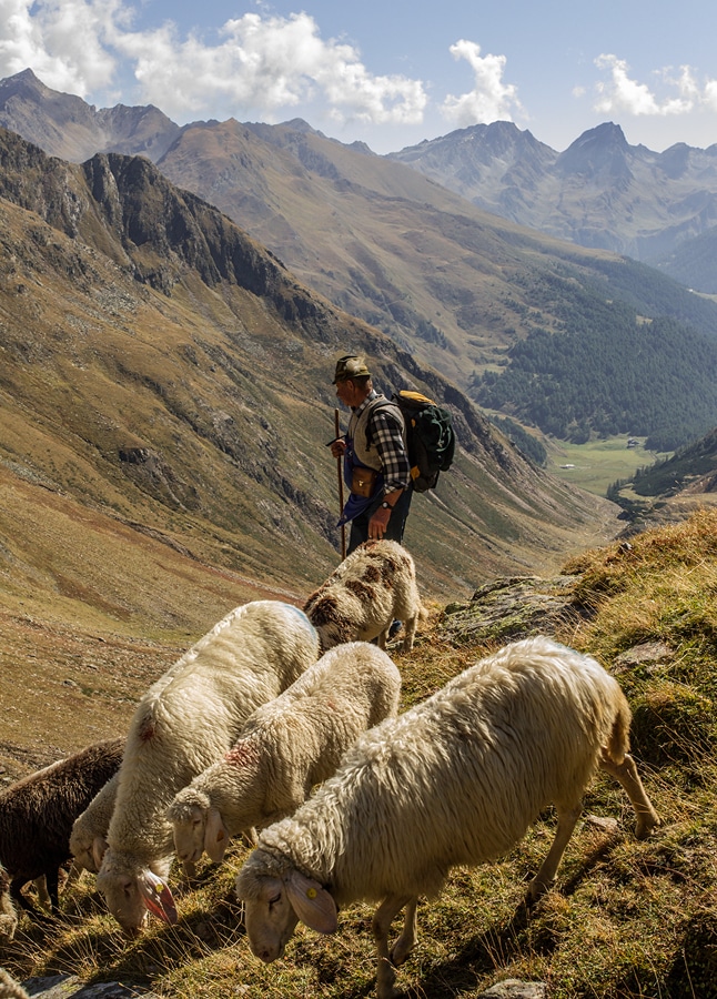 Tyrolsko - jarní přehánění ovcí na letní pastviny v údolí Ötztal