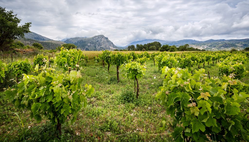 Krétské víno - vinohrad