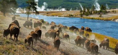 Yellowstonský národní park - bizoni na břehu řeky