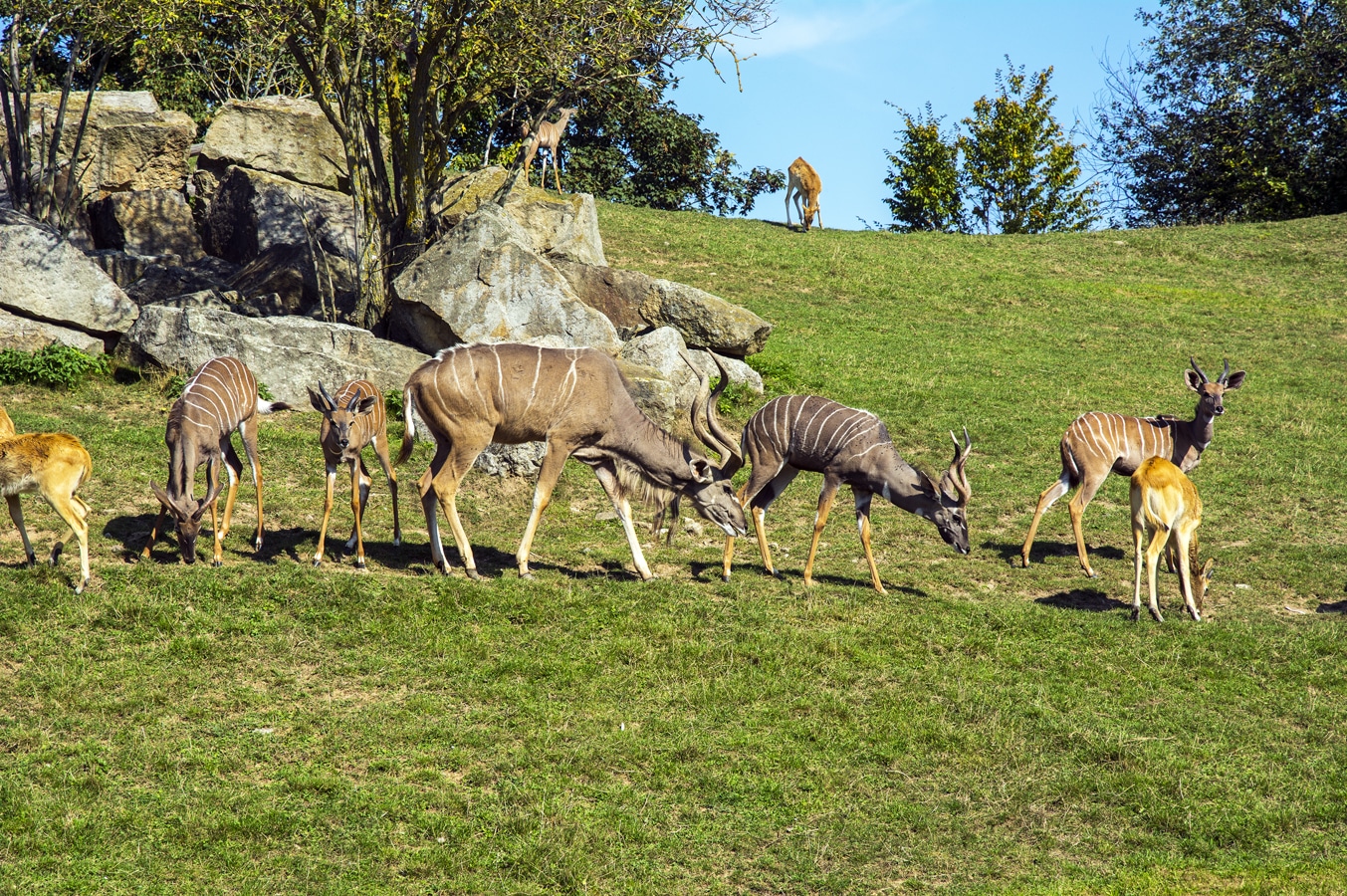 Safari Dvůr Králové - Kudu velký, kudu malý a voduška abok