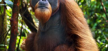 Orangutani v národním parku Gunung Leuser