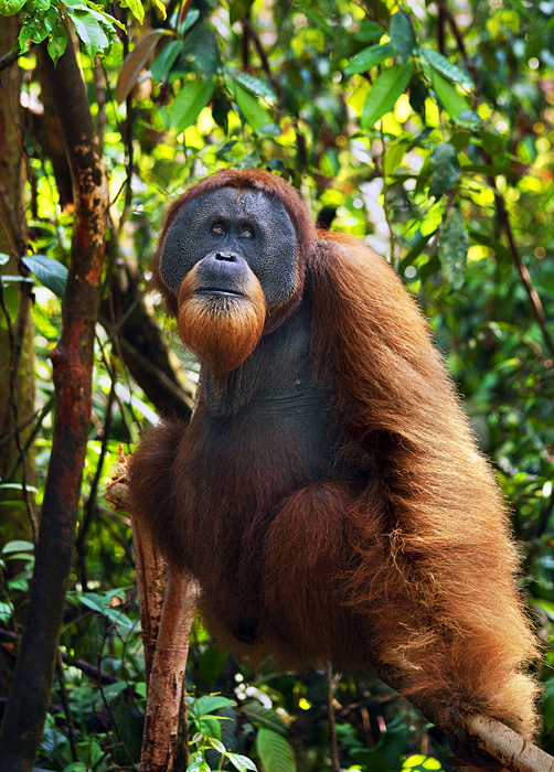 Orangutani v národním parku Gunung Leuser