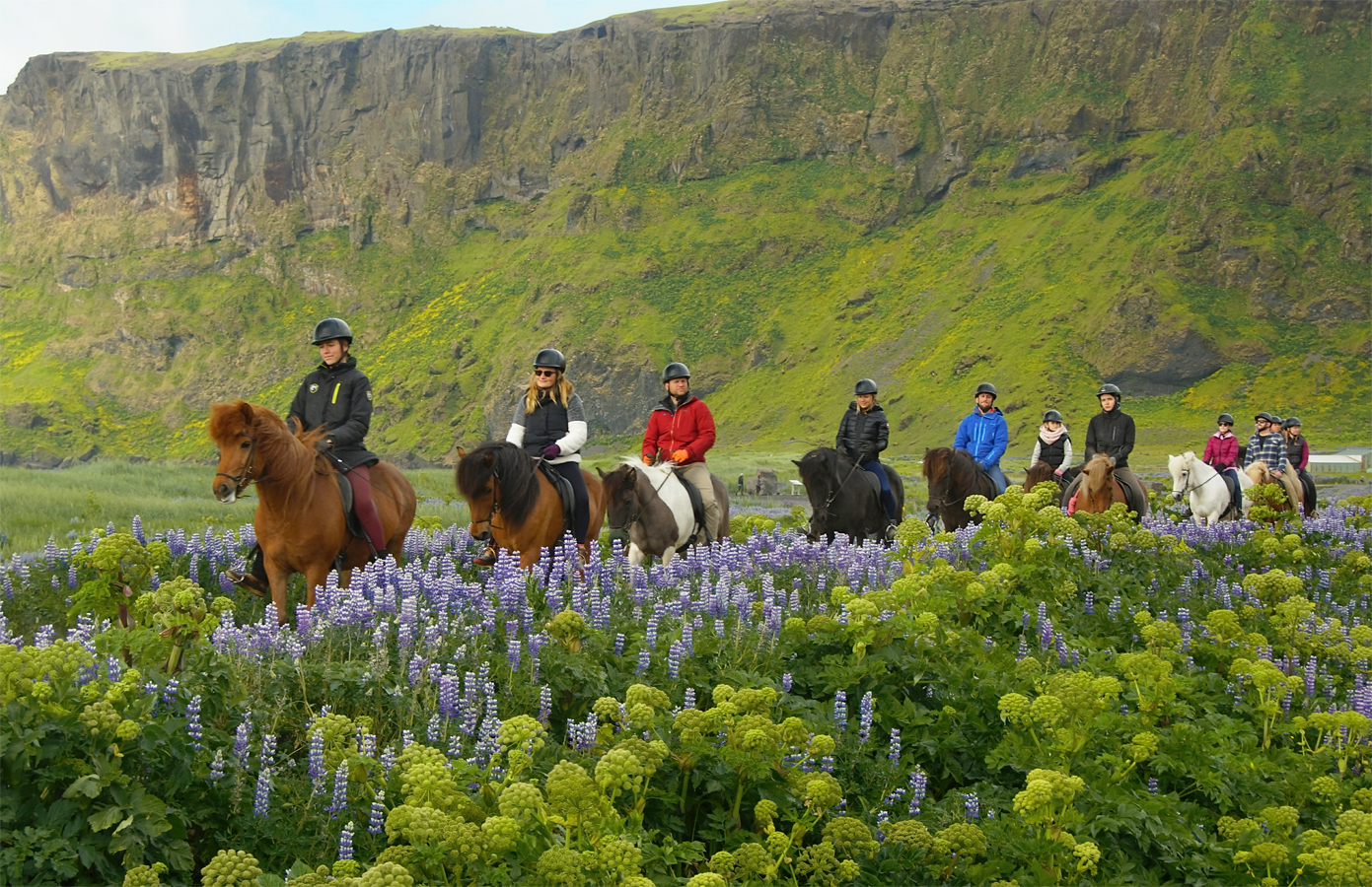 Islandský kůň - na projížďce Islandem
