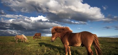 Islandský kůň na pastvině