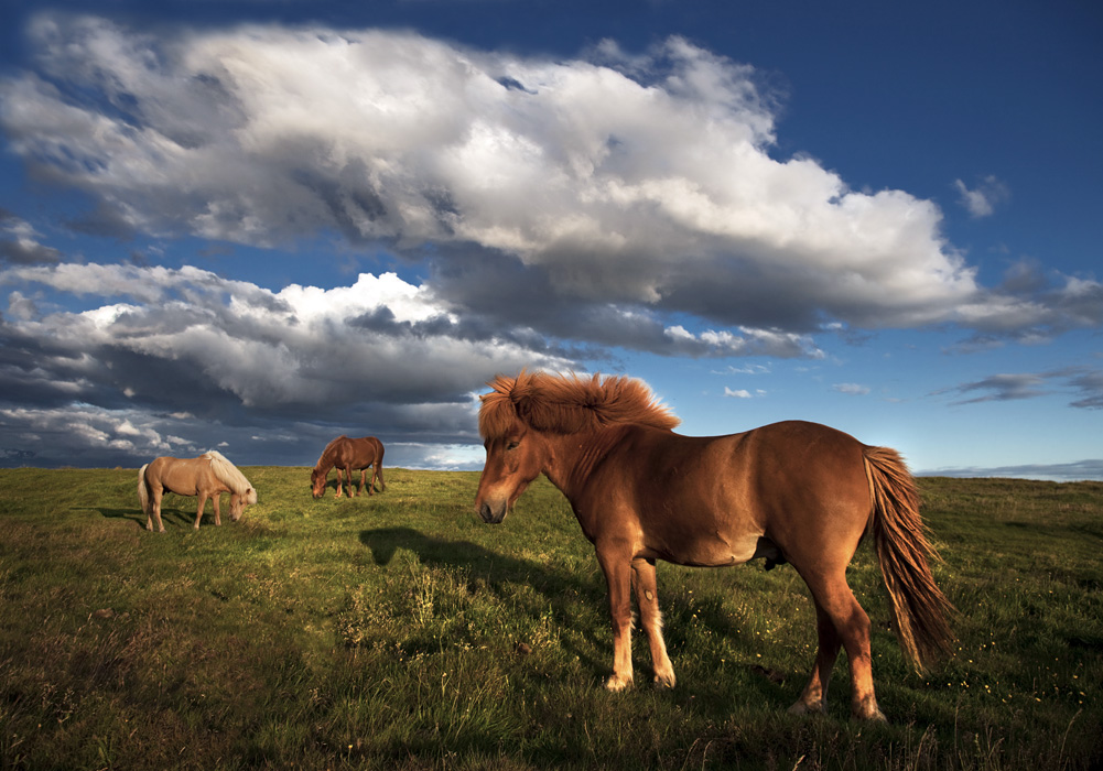 Islandský kůň na pastvině