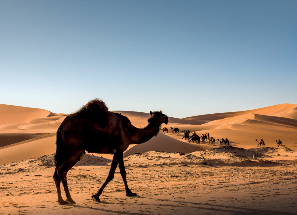 Dubaj - velbloudi v okolní poušti
