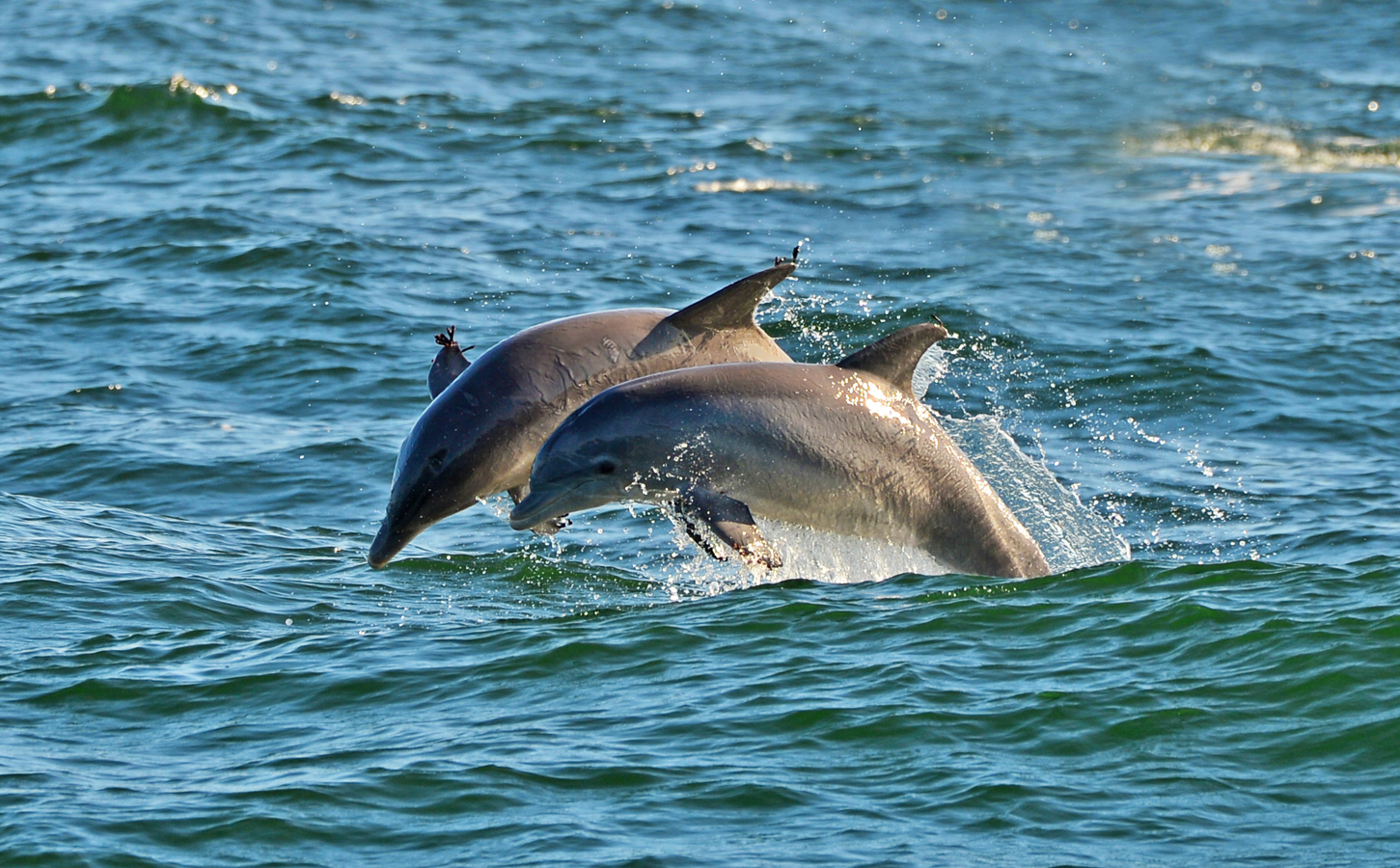 Florida - skákající delfíni