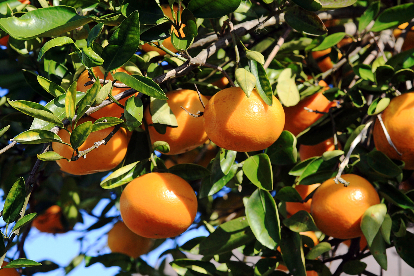 Florida - zralé pomeranče na stromě
