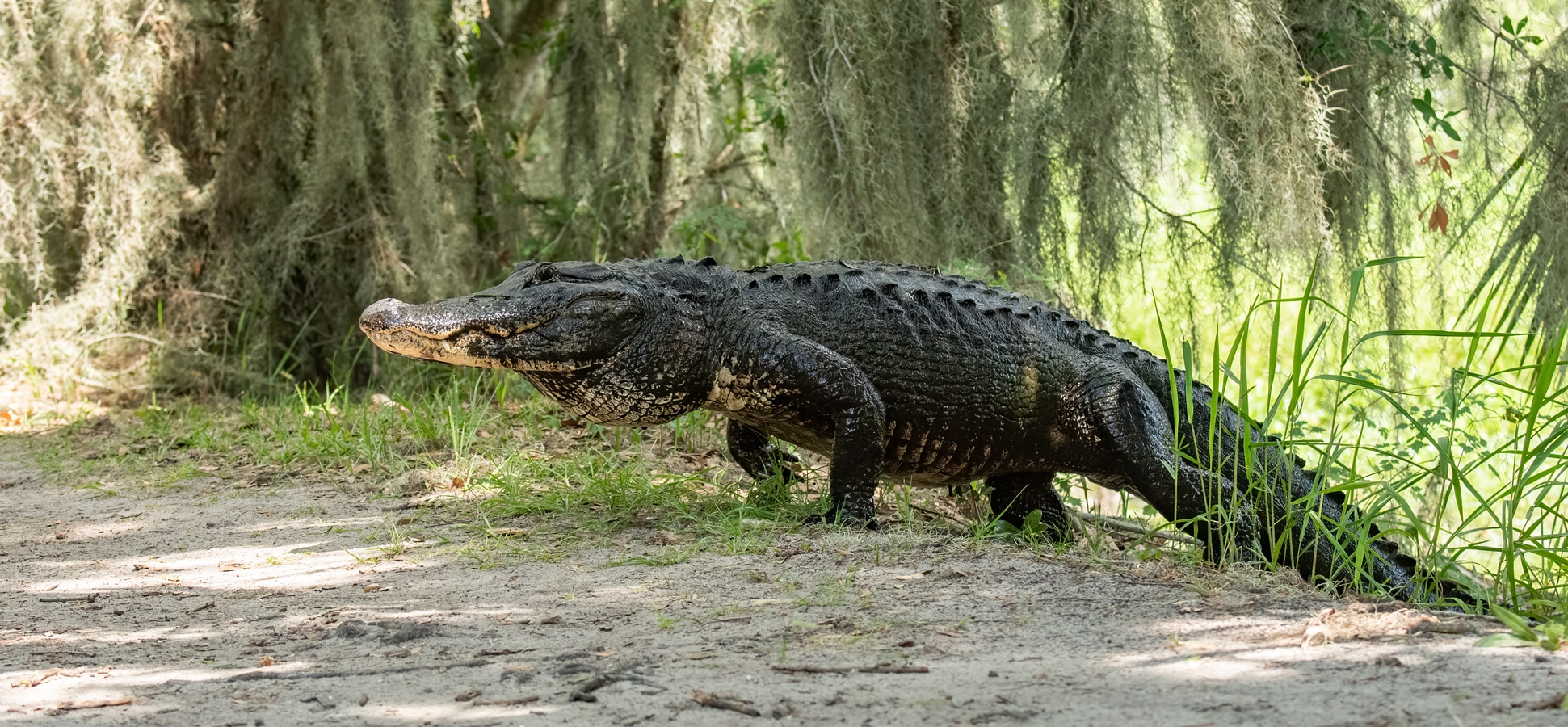 Aligátor na Floridě