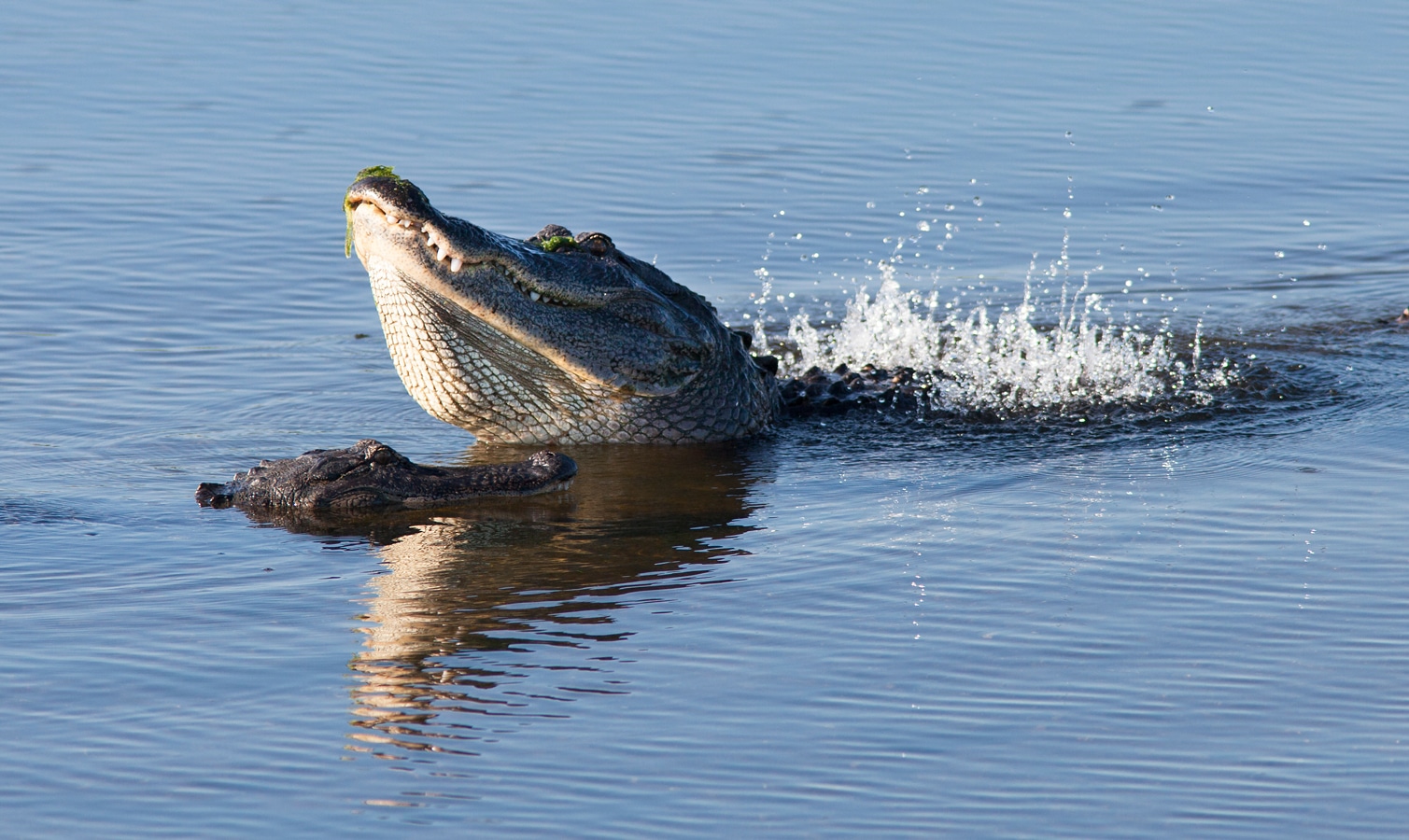 Florida - samec aligátora během námluv při „vodním tanci