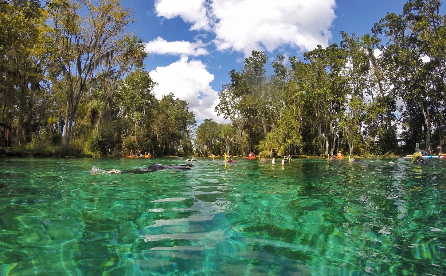 Řeka Crystal na Floridě s potapěči sledujícími kapustňáky