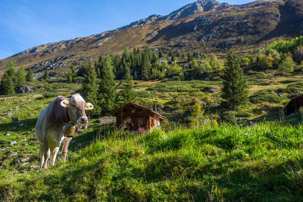 Okolí Davosu - kráva na pastvě v Dischmantalu