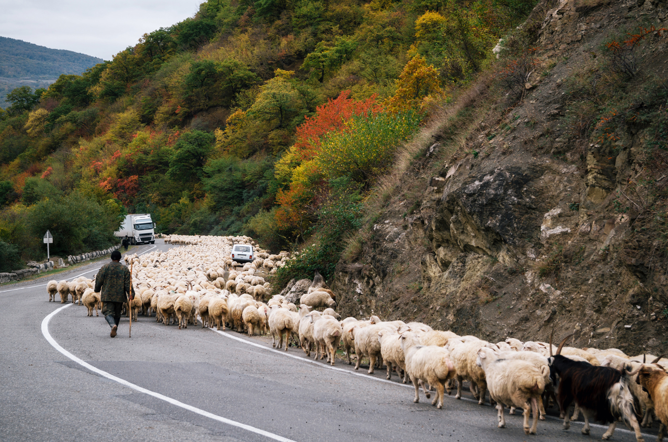 Stádo ovcí na Gruzínské vojenské cestě