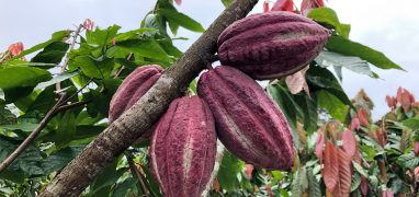 Kakaovník - zralé plody kakaovníku pravého