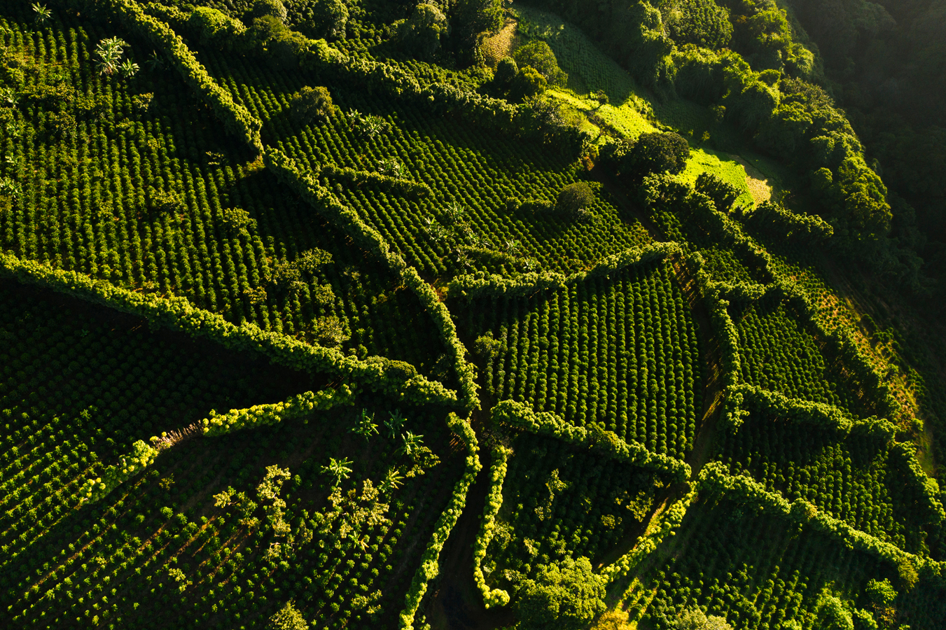 Kostarická káva - pohle dna kávovou plantáž v Kostarice
