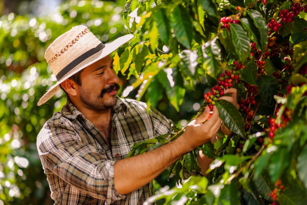 Kostarická káva - Ruční sběr plodů