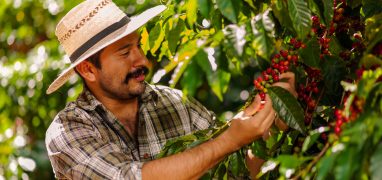 Kostarická káva - Ruční sběr plodů