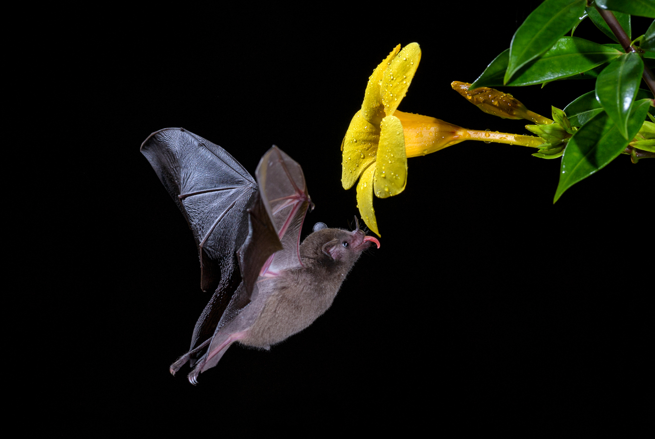 Kostarika fauna - netopýr glosofág dlouhojazyčný