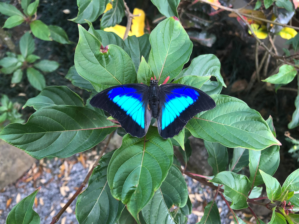 Kostarika prales - motýli morfové